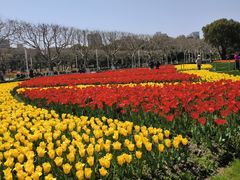 -大宁郁金香公园-停车场