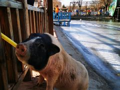 -北京鹿世界主题园