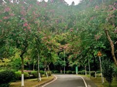 -火炉山森林公园
