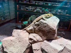 -帕帕拉兹宠物(亚洲旗舰店)