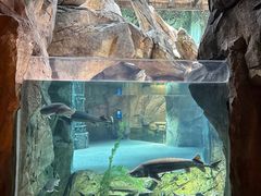 -哈尔滨波塞冬海底世界