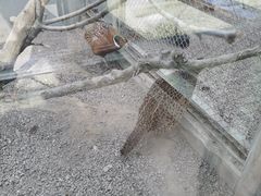 -青藏高原野生动物园