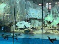 -帝企鹅自助餐厅•儿童岛•真企鹅(长隆企鹅酒店)