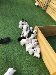 -萌宠亲子动物乐园(槐房万达店)