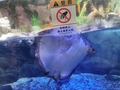 -合肥海洋世界