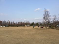 -上海长兴岛郊野公园