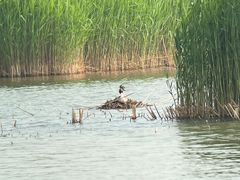 -野鸭湖国家湿地公园