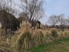 -贡湖湾湿地公园