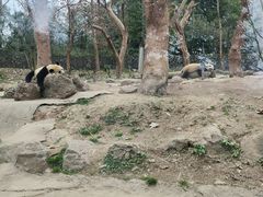 -都江堰中华大熊猫苑