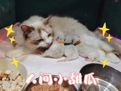 -萌兽医馆·眼科·异宠专科(三里屯店)