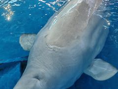 -海合安武汉极地海洋公园