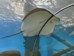 -合肥海洋世界