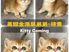 -小猫来了·猫舍(红山六九七九店)