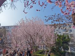 -桃花堤公园