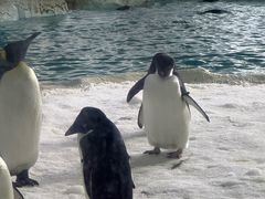 -帝企鹅自助餐厅•儿童岛•真企鹅(长隆企鹅酒店)