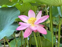 -莲花池公园