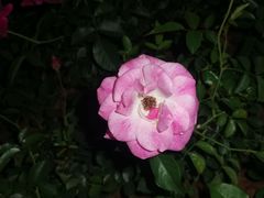 -香蜜公园