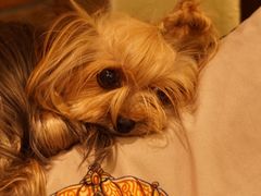 -more than meow吴止猫主题餐厅(承德 中船汇店)