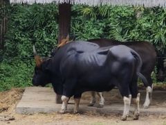 -清迈夜间动物园