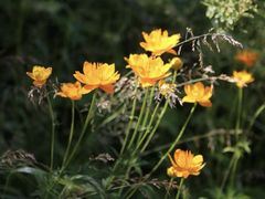 -小五台金河景区