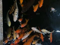 -叙福楼海鲜酒家(季华西路店)