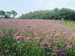 谷里薰衣草庄园-大塘金香草谷