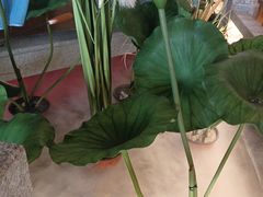 -荷塘秋月·本帮江浙菜(国权路店)