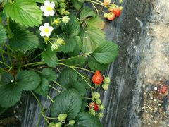 -上海多利农业发展有限公司