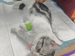 -纳吉亚猫专科动物医院博雅分院