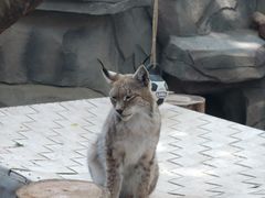 -青藏高原野生动物园