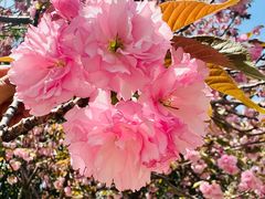 -高东镇樱花园