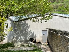 -卧龙中华大熊猫苑神树坪基地