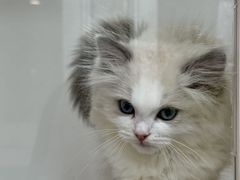 -青奢宠物·青奢猫舍