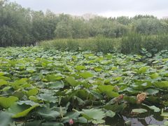-前关湿地公园