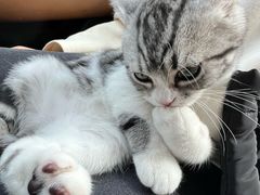 -lincat·猫舍(广州店)
