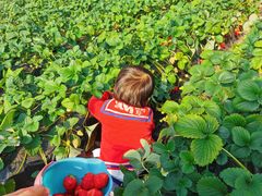 -昌平兴寿秀秀草莓采摘园