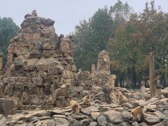 -合肥野生动物园