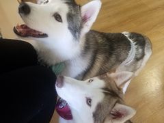 -Husky Go! 哈士奇体验馆·宠物咖啡厅狗咖