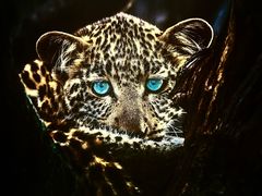 -罗红摄影艺术馆