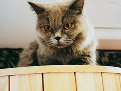-平行世界·猫咖(首经贸店)