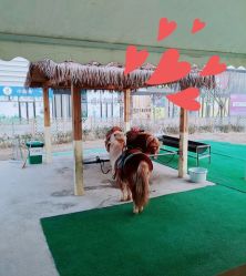 -萌宠亲子动物乐园(槐房万达店)