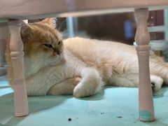 -猫小院猫主题餐厅(三里屯店)