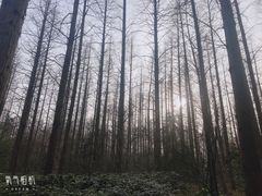 -上海怡沁园度假酒店
