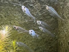 -上海海洋水族馆