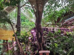 -正佳雨林生态植物园
