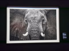 -罗红摄影艺术馆