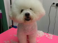 -喵宠乐园·撸猫互动·猫舍