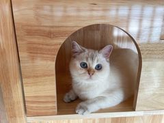-lincat·猫舍(广州店)
