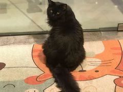 -藏猫猫咖啡主题馆(中央大道店)