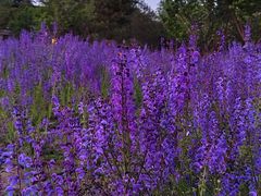 -唐城墙遗址公园